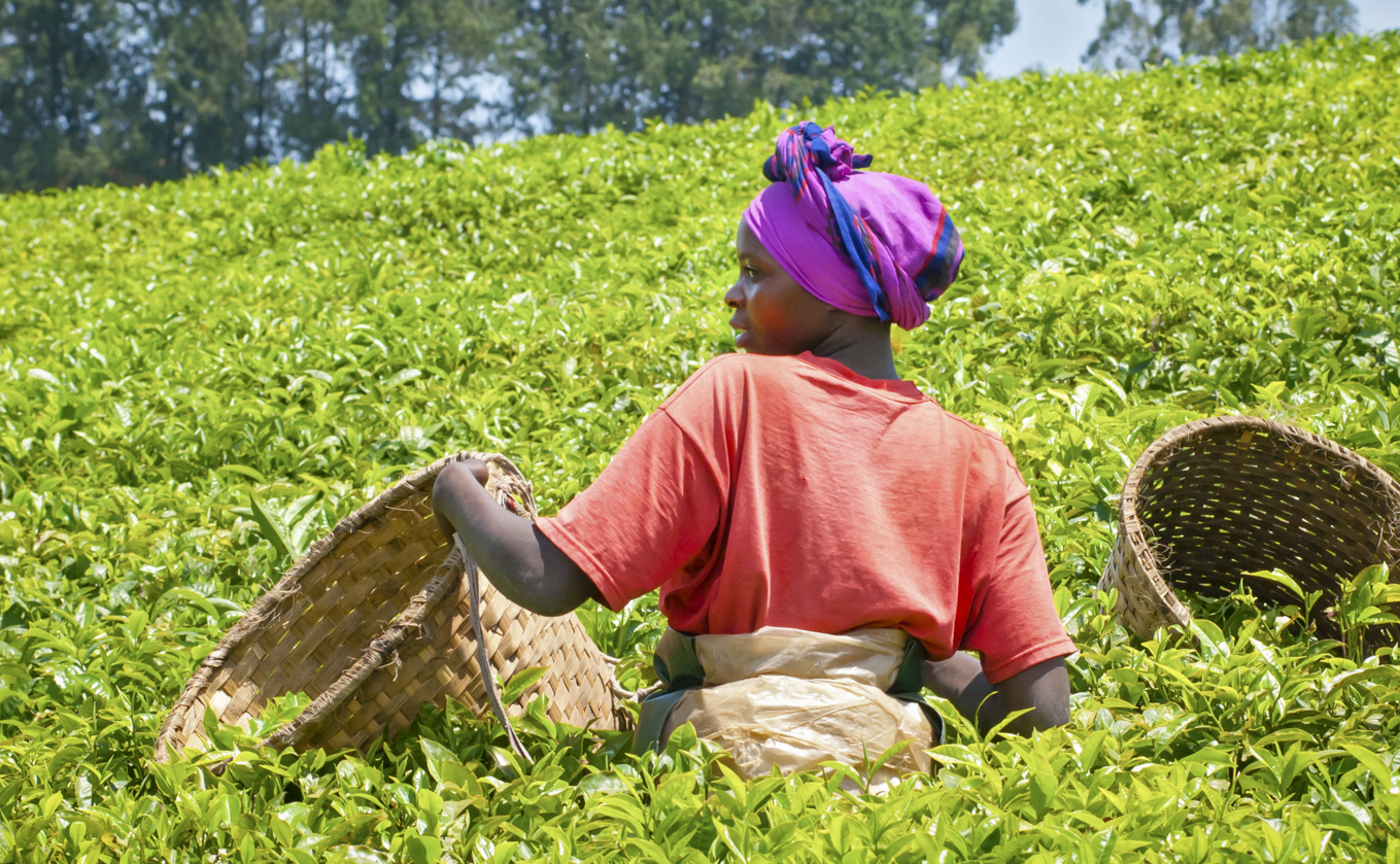 Tea Plucking